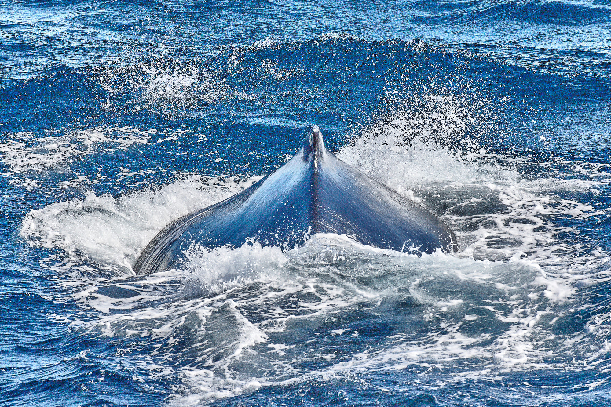 Buckelwale begleiten unser Schiff